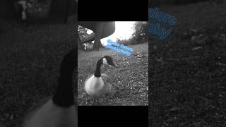 Geese Galore Majestic Moments Film Photography shorts [upl. by Etennaej135]