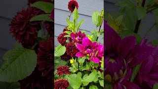 ✨️Americaல Dahlia பூ செடி இவ்வளவு Easyயா வளர்க்கலாமா usa gardening dahlias vlog shorts garden [upl. by Papagena49]