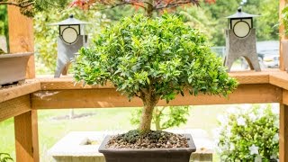 Justin Brouwers Boxwood Bonsai [upl. by Nroht]