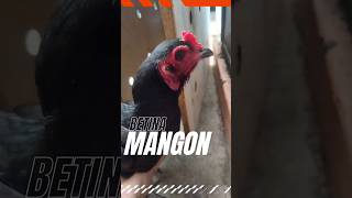 Betina MANGON ayam pecintaayam viral viralvideo shorts ayamkampung birds [upl. by Ellenet216]