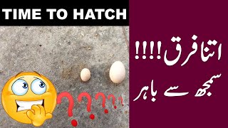 Ideal Month To Hatch Hen Eggs  Difference In Eggs Size  Aseel Hen [upl. by Rehoptsirhc]