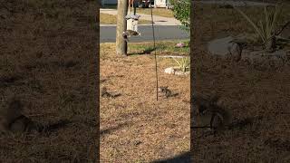 dunedin dunedinflorida nature naturelovers birdfeeder florida floridawildlife [upl. by Laine19]