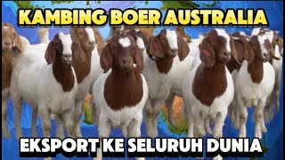 PETERNAKAN KAMBING BOER DI AUSTRALIA [upl. by Neelrahc]