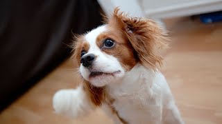 A Day in the Life of a Cavalier King Charles Spaniel [upl. by Liagabba]