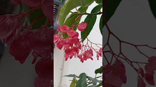 Begonia flowerbegoniaflowerflowers garden gardenflowerplants [upl. by Pontius]