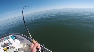 Fluke Flounder Jig Fishing Catches 3 Species Limit [upl. by Oiralednac839]