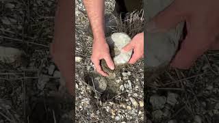 Amazing Ammonite Fossil Find in Texas [upl. by Ly]