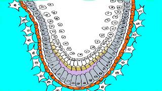 Embriologia e istologia dentale odontogenesi 1 zazi77 [upl. by Alamaj]