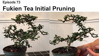 Episode 73 Initial Pruning of Fukien Tea [upl. by Shantee]