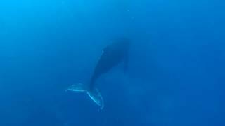 Le chant des baleines à bosse  La Réunion 260817 [upl. by Leamhsi812]