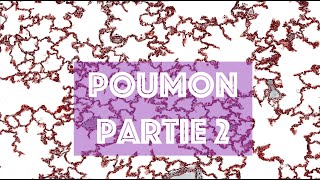 LE POUMON partie 2  HISTOLOGIE [upl. by Hacim]