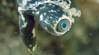 Coral Citizen  Queen Conch Eye amp Feeding Proboscis  5242024 [upl. by Ardnoid615]