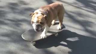 Cartman the Bulldog Skateboarding [upl. by Grosvenor]