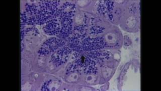 5minute HistoClip from The Cell DVD 2 in the Visual Histology DVD Series [upl. by Dirraj473]