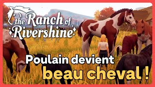 🔴 Notre Poulain devient un MERVEILLEUX CHEVAL  🐎 The Ranch of Rivershine 5 [upl. by Wetzell638]