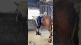 How to get on a horse equestrian horsetraining horse howto [upl. by Maddocks98]