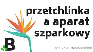 🌳 Przetchlinka a Aparat Szparkowy  Tkanka Okrywająca  Tkanki Roślinne  KOREPETYCJE z BIOLOGII 379 [upl. by Ttergram]