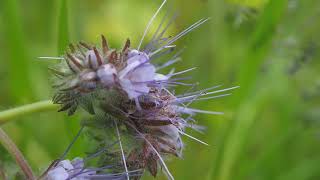 Phacelia tanacetifolia [upl. by Piegari]