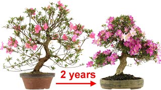 Satsuki azalea Styling  pot making  potting of prebonsai [upl. by Dewain602]