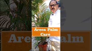 Areca Palm की देखभाल I Easy Tips for Thriving Greenery arecapalm indoorplants plantcare [upl. by Susanna]