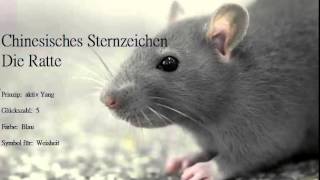 Chinesisches Sternzeichen die Ratte und ihre Eigenschaften Ratten sind geborene Familienmenschen [upl. by Nivalc]