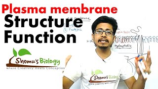 Plasma membrane structure and function [upl. by Cirted929]