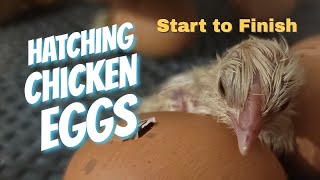 Hatching Chicken Eggs Start to Finish  For Beginners [upl. by Cartie]