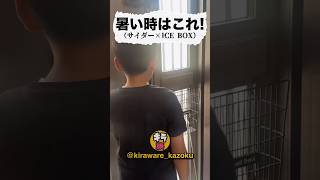 夏に最高のICE BOXサイダー！shorts ショート 三ツ矢サイダー icebox キラワレカゾク キラ族 [upl. by Oicaroh247]