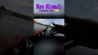 SPOTTED BASS ON A POPPER bassfishing topwater fishing [upl. by Xavler]