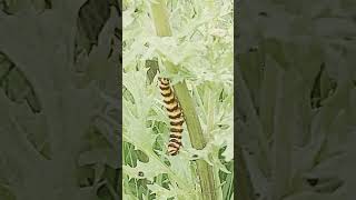 Cinnabar Caterpillars no 5 eating a leaf [upl. by Franzen]