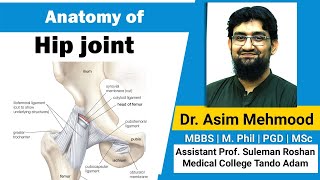 Anatomy of Hip Joint  Hindi  Urdu [upl. by Araik]