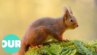 The Incredible Scottish Highlands 4K Documentary  Our World [upl. by Lambert]