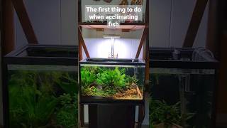 How to acclimate new fish to your freshwater aquarium so they thrive 💦🐟 shorts aquarium fishtank [upl. by Rimaj]