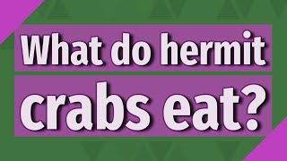 What do hermit crabs eat [upl. by Almeria737]