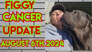 Osteosarcoma Cancer update Cane Corso Sept 6 2024 [upl. by Attenal]