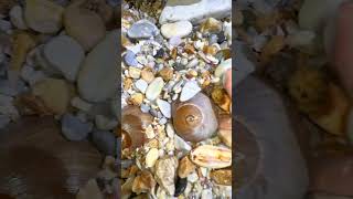 pearl seafood hunting pearls picking pearls fishing food satisfying relax fish outdoors [upl. by Cerell]