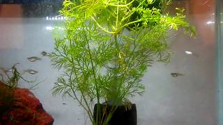 Im Digging These Non Fancy Guppies  Wild Guppies  Feeder Guppies  Common Guppies [upl. by Ayerdna]