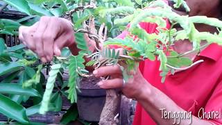 quotbelajar ranting bonsai asemquotBLITAR [upl. by Tjader213]