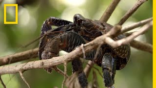 Coconut Crabs Devour Pig Carcass  Searching For Amelia [upl. by Sitra]