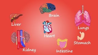 Human Body Organs  Human Internal Body Organs  Major Organs of Human Body [upl. by Attenreb626]