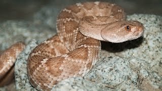 SNAKES On the Road  West Texas to California [upl. by Alvy]