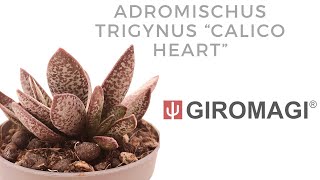 Adromischus trigynus quotCalico Heartquot [upl. by Doubler930]