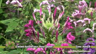 Cleome hassleriana Rose Queen [upl. by Hsac]