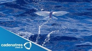 INCREIBLE Peces voladores huyen para no ser cazados [upl. by Rosenfeld]