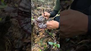 Harvest A Lot Reishi on Mountain farming amazing wildmushrooms viral nature fruit reishi [upl. by Pooh197]