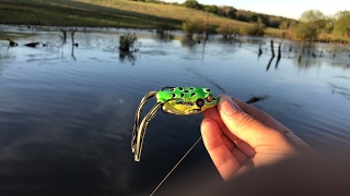 TOPWATER FROG FISHING IN TEXAS [upl. by Sivrup]