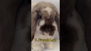 Top 10 Most Popular Bunny Breeds [upl. by Wohlert57]