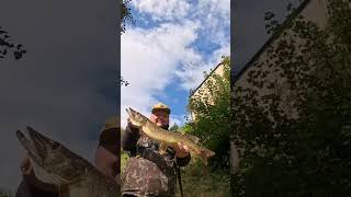 5 Hecht Livebiss fishing fish hecht hechtangeln spinnfischen nature angeln angel esox [upl. by Atinniuq]