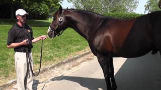 Claiborne Farm Tour  June 2012 [upl. by Jo]