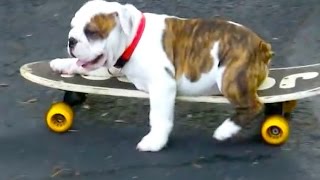 Skateboarding English Bulldog Puppy [upl. by Kcirdorb]